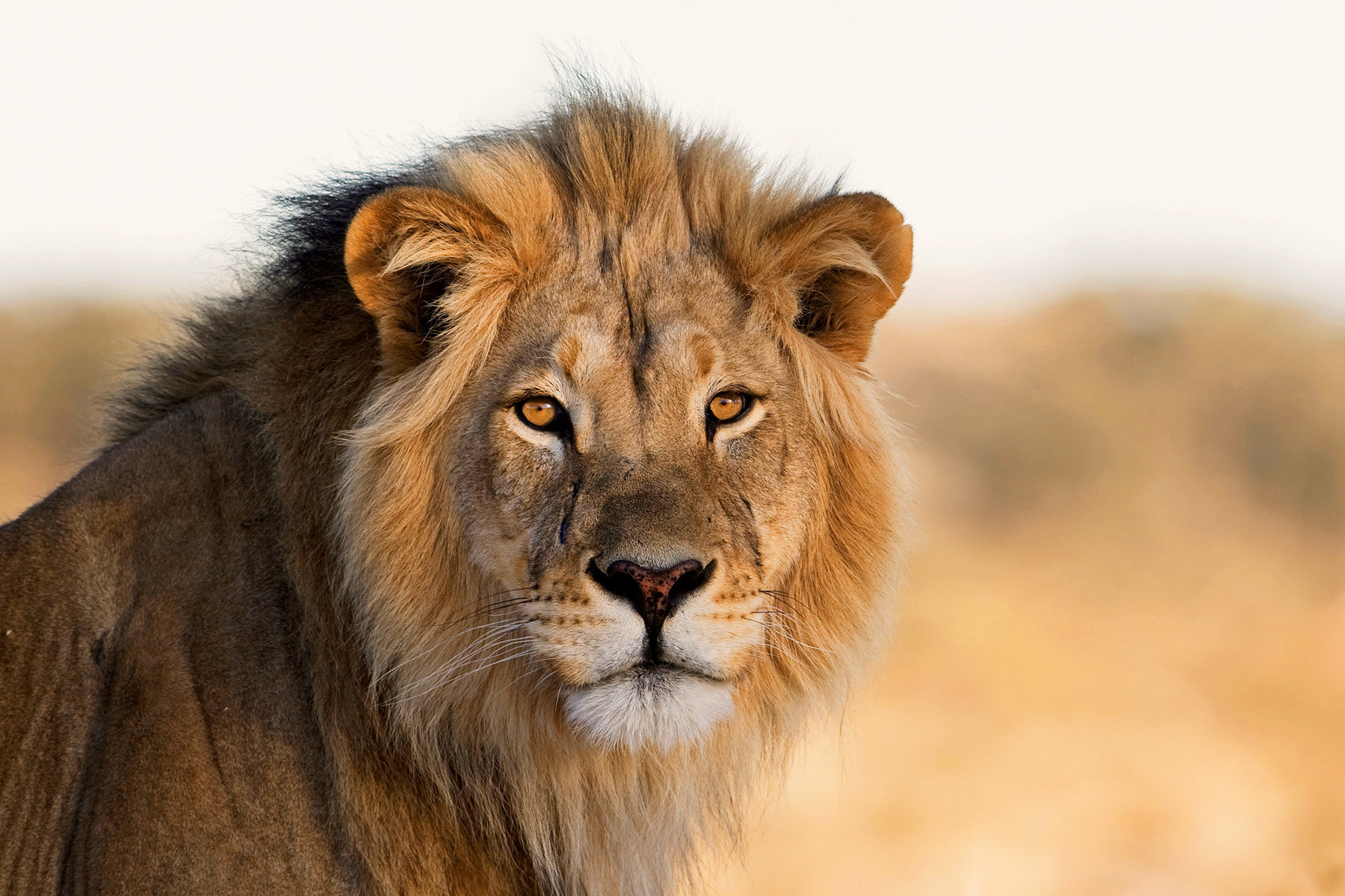 Νότια Αφρική 