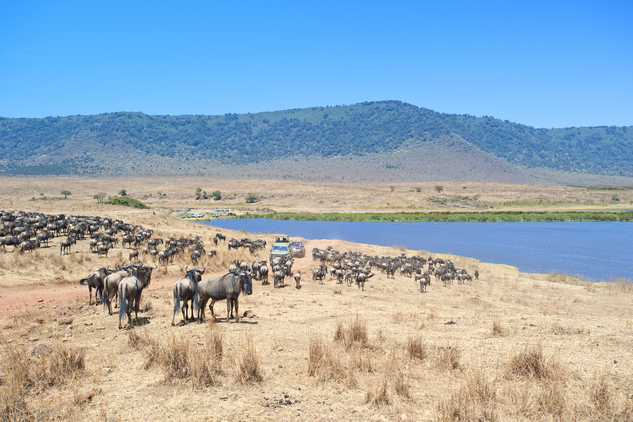 Λίγα πράγματα για το Νγκορονγκόρο