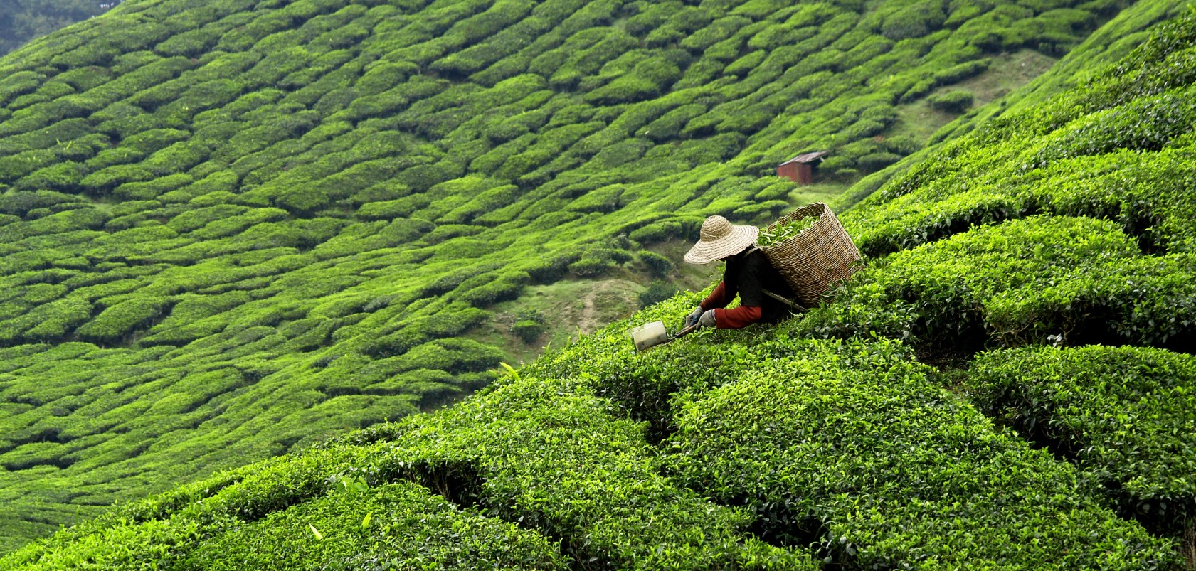 Ποιο είναι το πιο διαδεδομένο ρόφημα στον κόσμο, μετά το νερό;