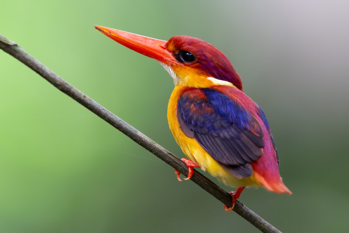 Ζούγκλα του Βόρνεο: Οι τελευταίες ανακαλύψεις